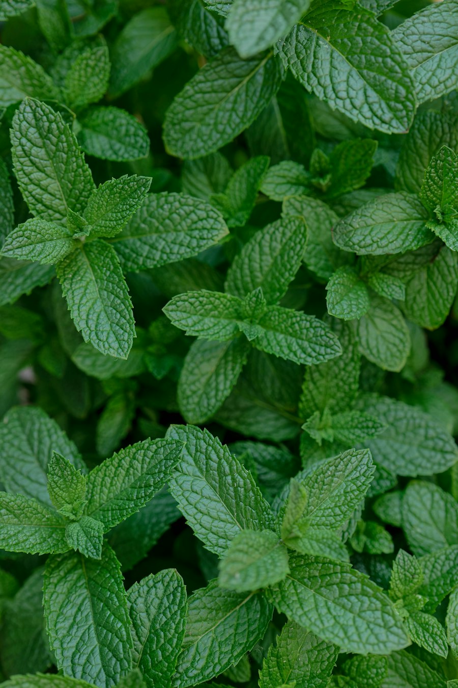 Fotografia natural de menta & mentol